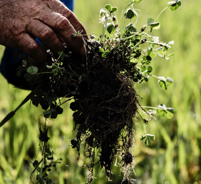 Man lifting up a sod of clover, demonstrating Woolmark carbon cycle