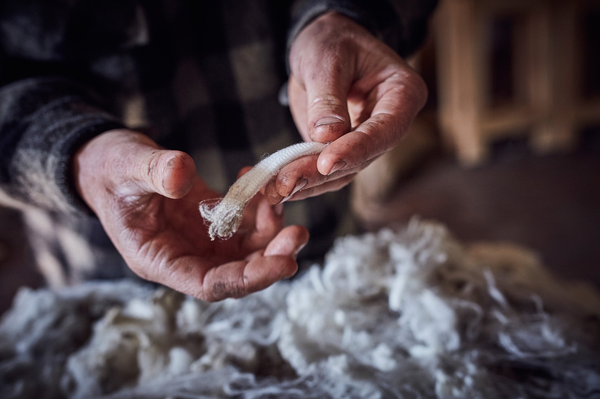 Man holding merino wool recently sheared from merino sheep