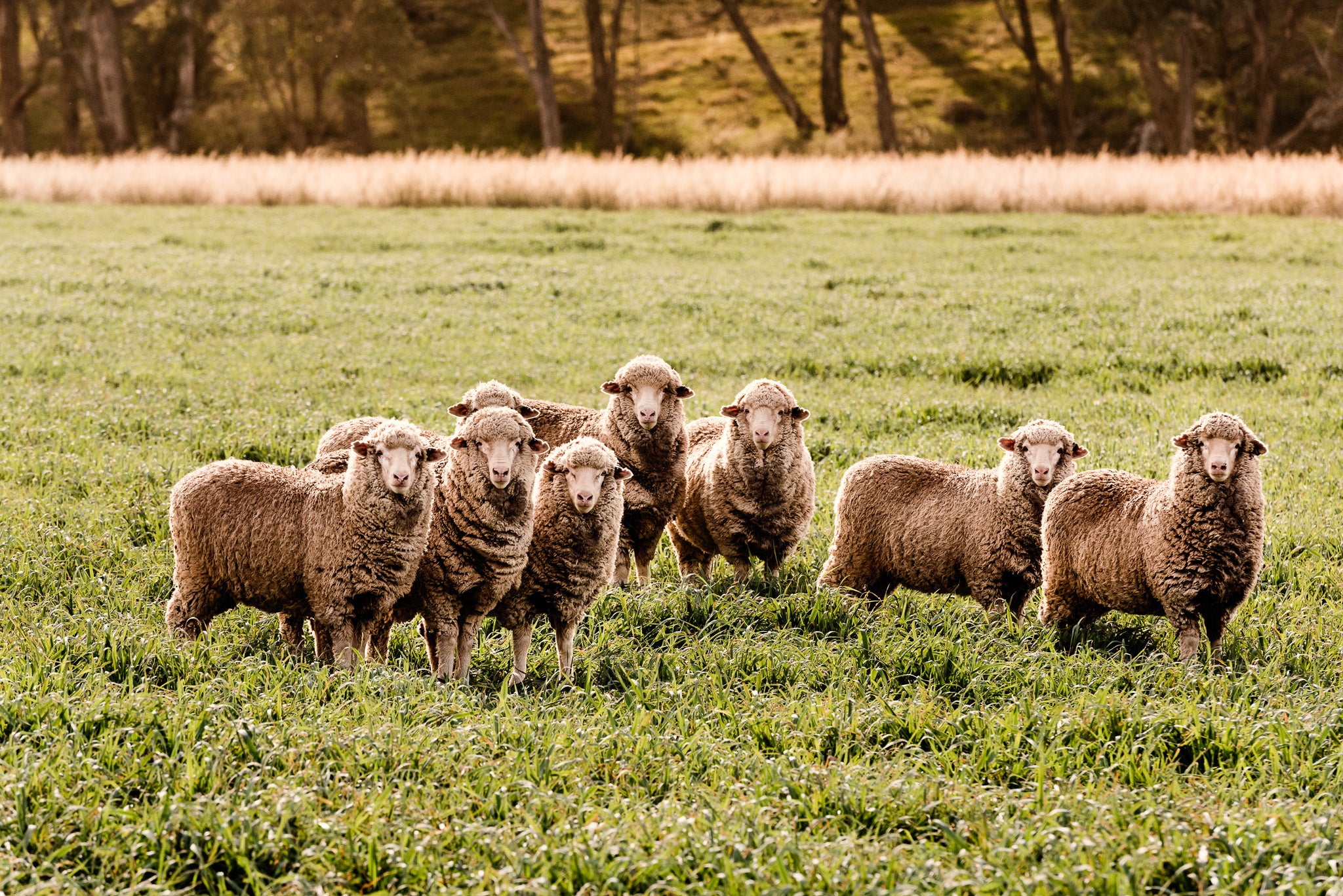Seven merino sheep on a farm that is Woolmark certified in Australia.