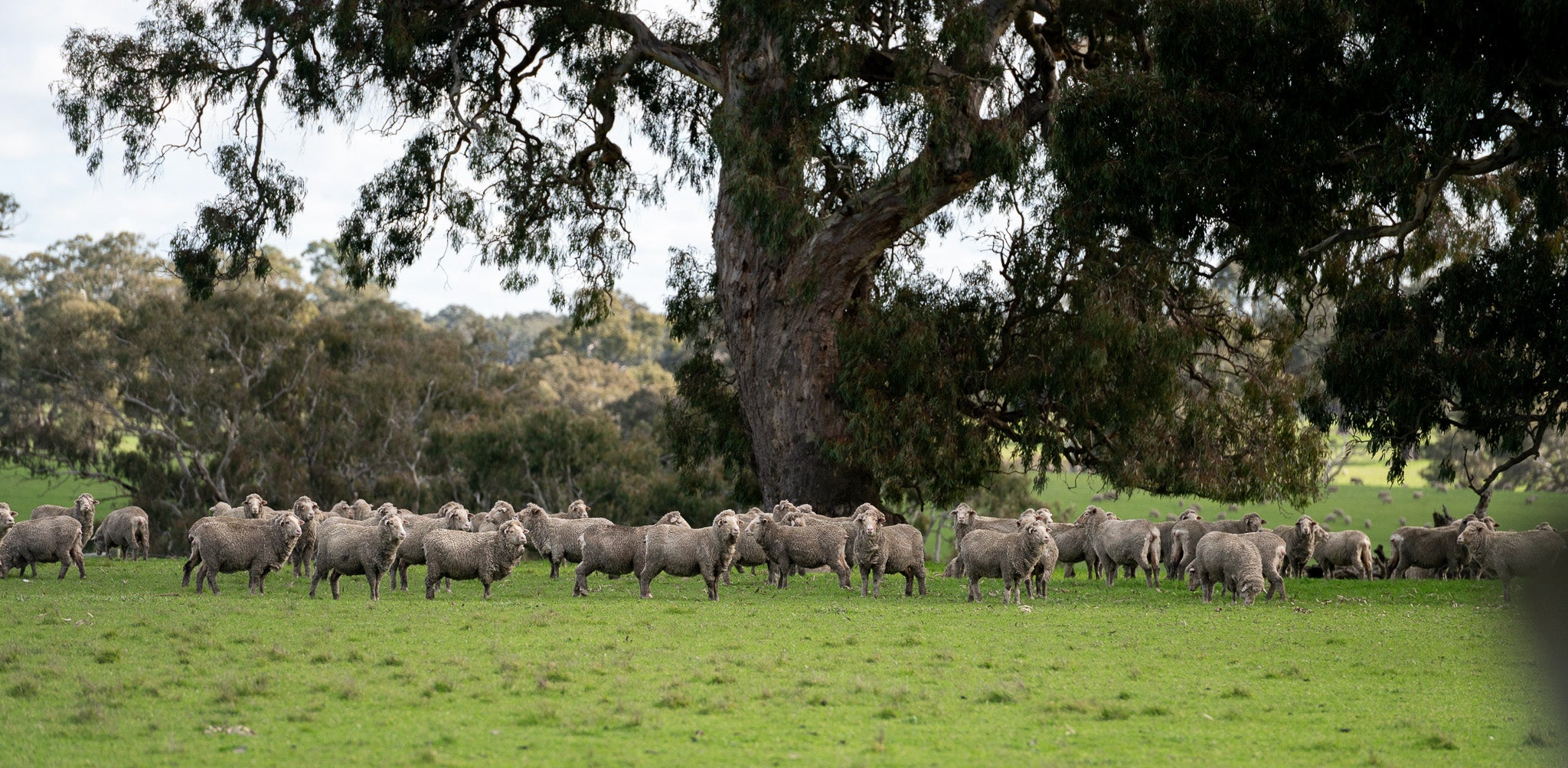 Merino Sheep grazing in a grassy field with trees in the background