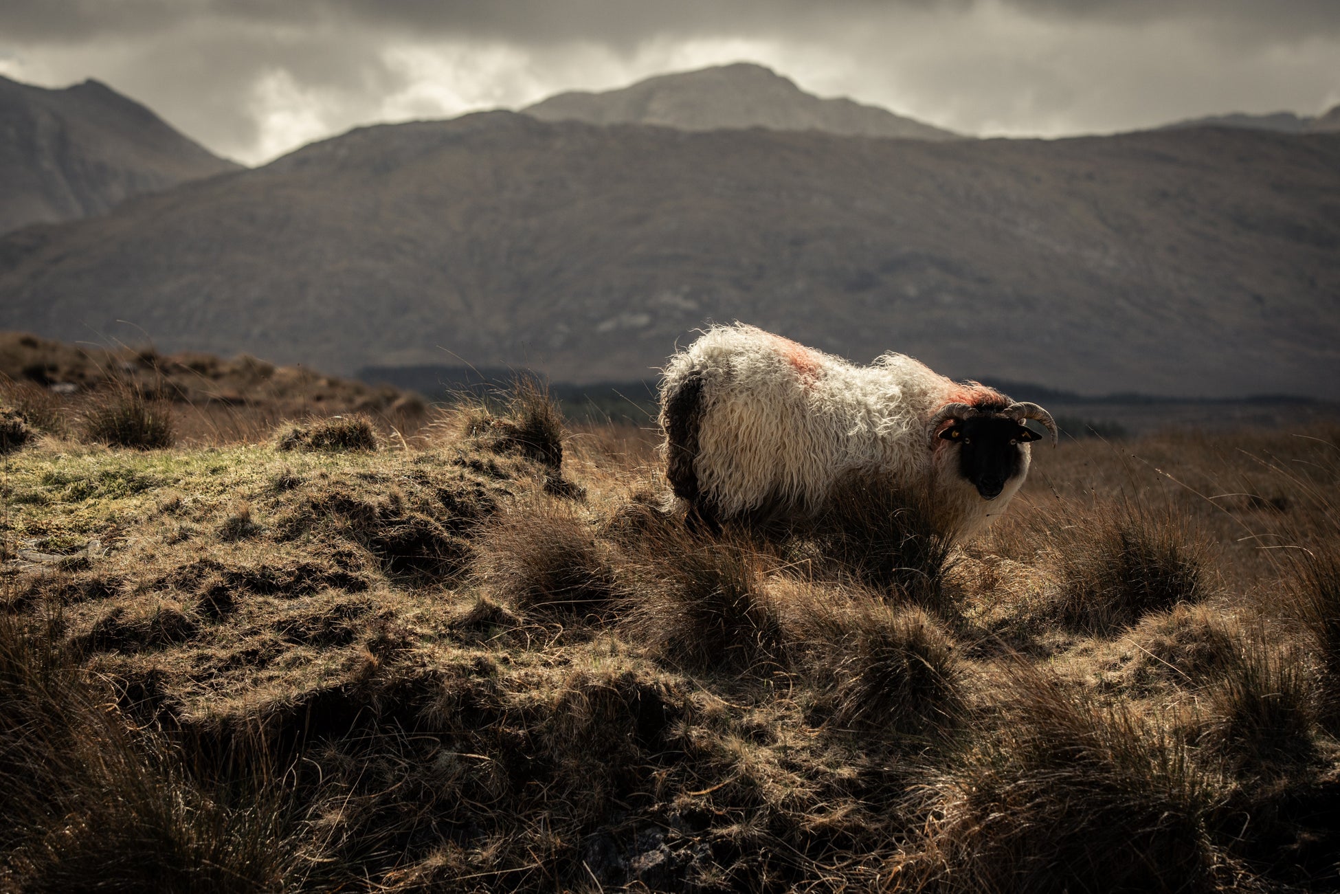 Men's Donegal Tweed Jackets